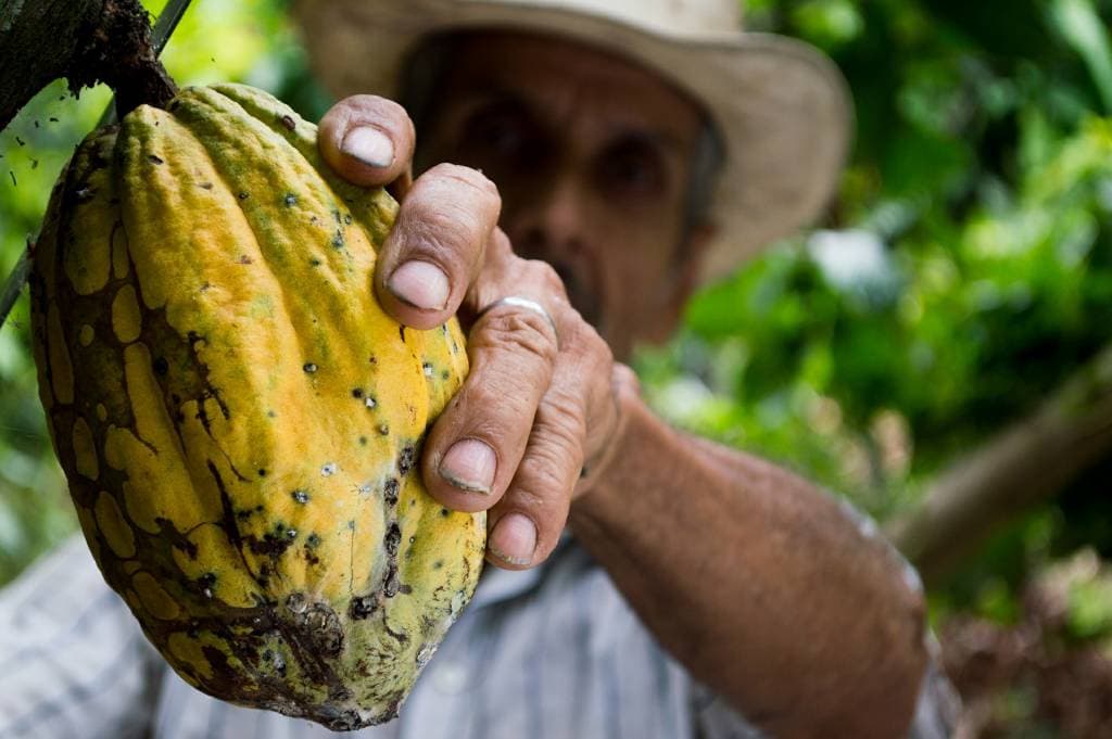 Cacao, uno de los frutos tradicionales exportados